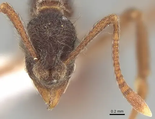 Apterostigma peruvianum specimen