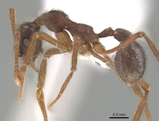 Apterostigma peruvianum specimen