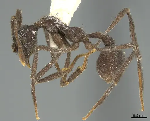 Apterostigma peruvianum - CASENT0923577