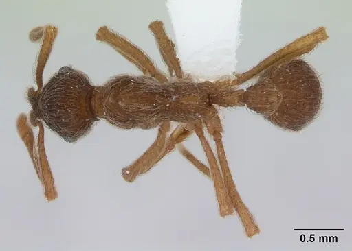 Apterostigma pilosum specimen