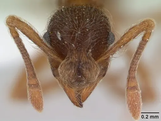 Apterostigma pilosum specimen
