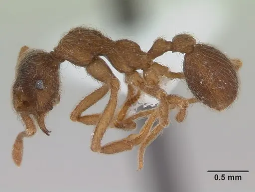Apterostigma pilosum specimen