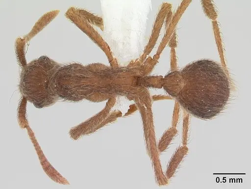Apterostigma pilosum - CASENT0603533