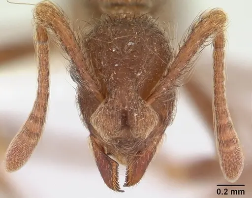 Apterostigma pilosum - CASENT0603533