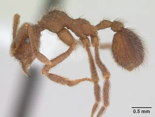 Apterostigma pilosum - CASENT0603533