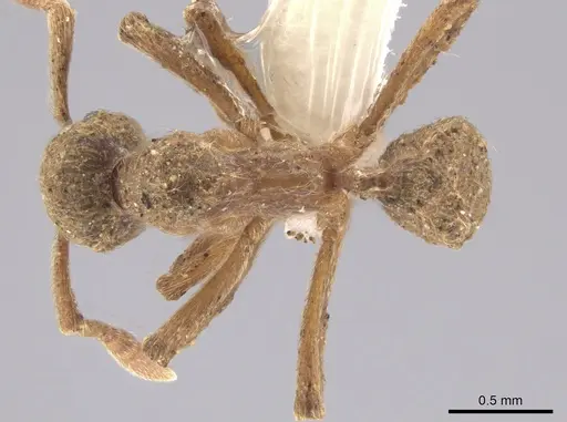 Apterostigma pilosum - CASENT0636046