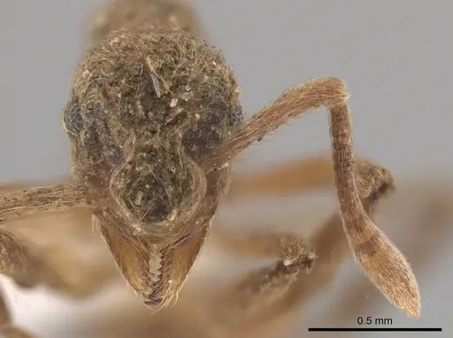 Apterostigma pilosum - CASENT0636046