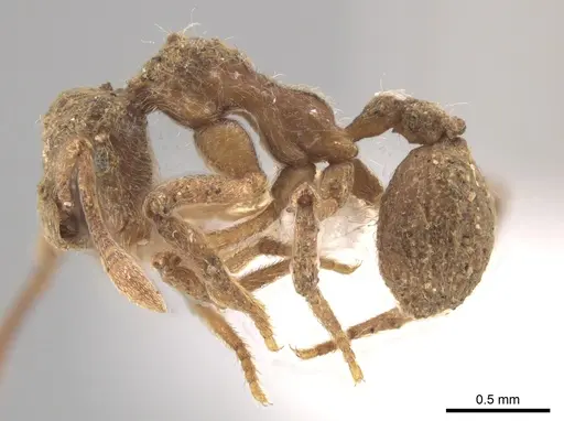 Apterostigma pilosum - CASENT0636046