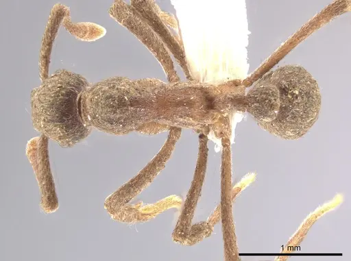 Apterostigma pilosum - CASENT0636099