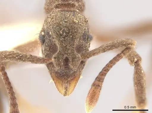 Apterostigma pilosum - CASENT0636099