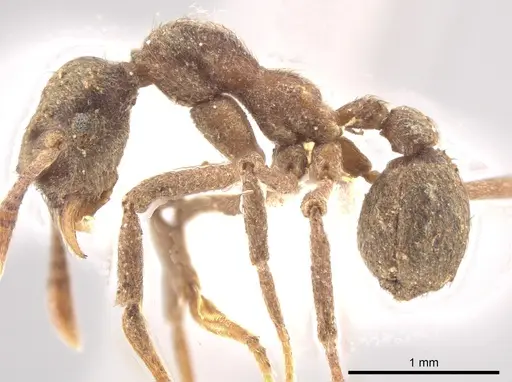 Apterostigma pilosum - CASENT0636099