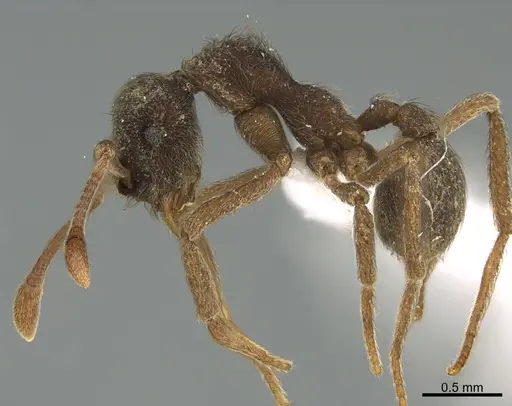 Apterostigma pilosum - CASENT0643333