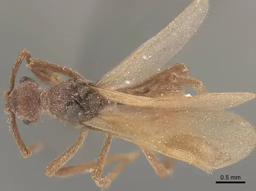 Apterostigma pilosum - CASENT0919607
