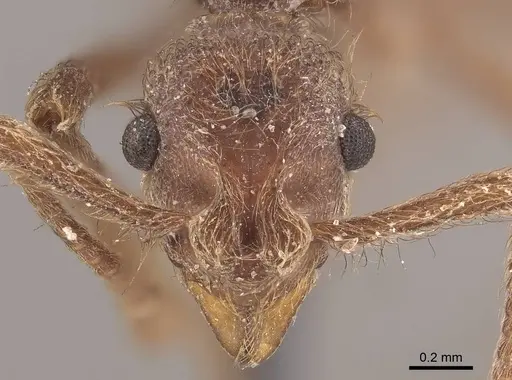 Apterostigma pilosum - CASENT0919607