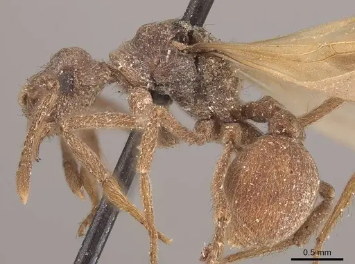 Apterostigma pilosum - CASENT0919607