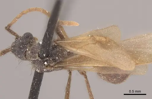 Apterostigma pilosum - CASENT0919608