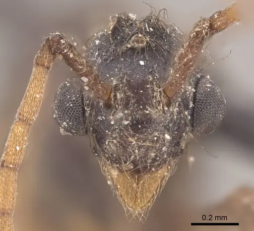 Apterostigma pilosum - CASENT0919608