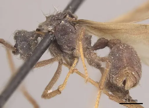 Apterostigma pilosum - CASENT0919608