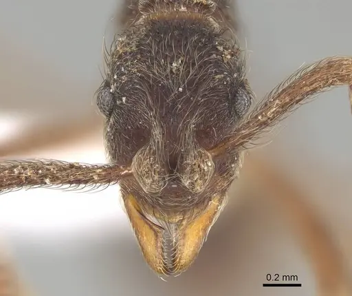 Apterostigma pilosum - CASENT0922044