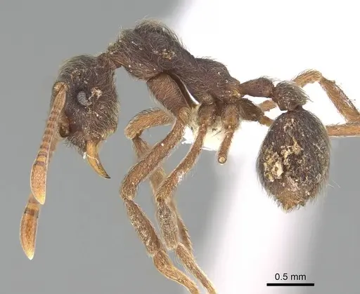 Apterostigma pilosum - CASENT0922044