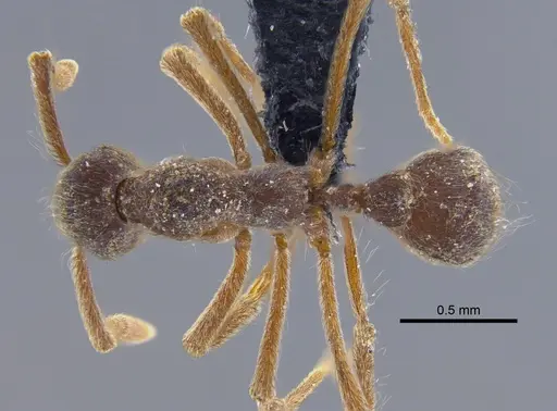 Apterostigma pilosum - CBUMAGENT41894