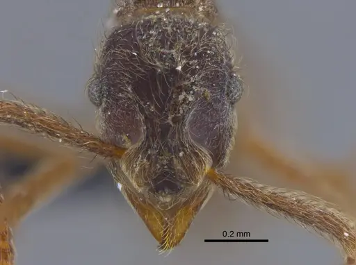 Apterostigma pilosum - CBUMAGENT41894