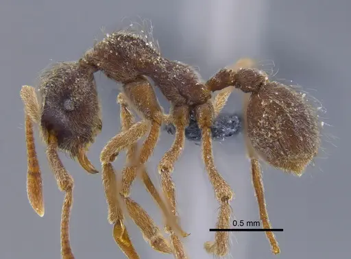 Apterostigma pilosum - CBUMAGENT41894