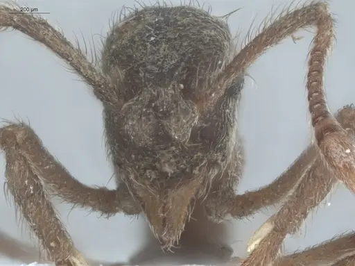 Apterostigma pilosum - ECOFOG-IT14-0267-28