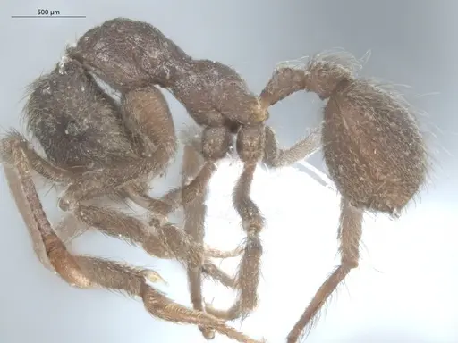 Apterostigma pilosum - ECOFOG-IT14-0267-28