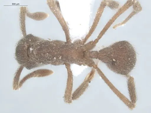 Apterostigma pilosum - ECOFOG-IT14-0569-25