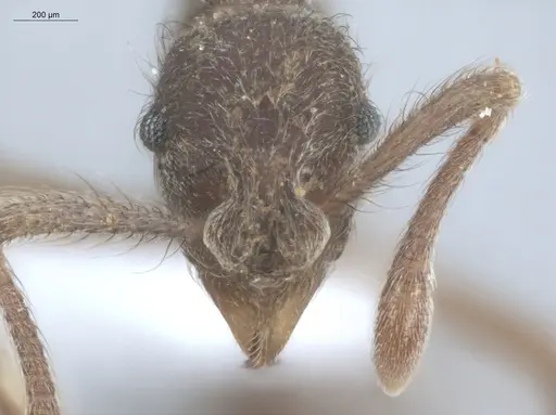 Apterostigma pilosum - ECOFOG-IT14-0569-25