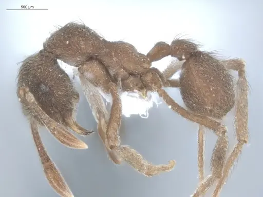 Apterostigma pilosum - ECOFOG-IT14-0569-25