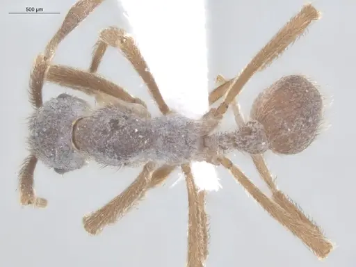 Apterostigma pilosum - ECOFOG-IT14-0802-67