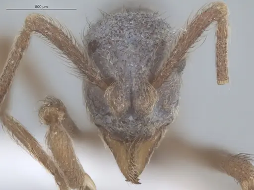 Apterostigma pilosum - ECOFOG-IT14-0802-67