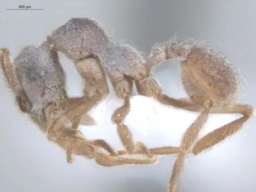 Apterostigma pilosum - ECOFOG-IT14-0802-67