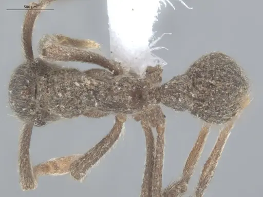 Apterostigma pilosum - ECOFOG-TR17-0219-11