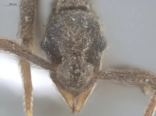 Apterostigma pilosum - ECOFOG-TR17-0219-11