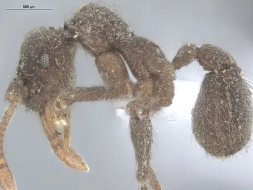 Apterostigma pilosum - ECOFOG-TR17-0219-11