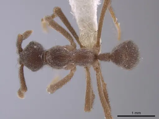 Apterostigma pilosum - INBIOCRI001281555