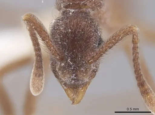 Apterostigma pilosum - INBIOCRI001281555