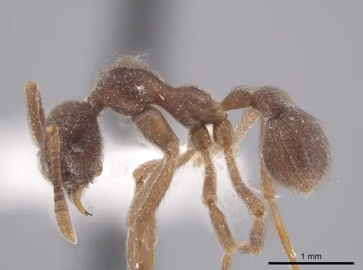 Apterostigma pilosum - INBIOCRI001281555