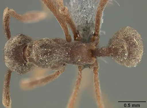 Apterostigma pilosum - USNMENT01124244