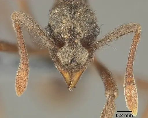 Apterostigma pilosum - USNMENT01124244