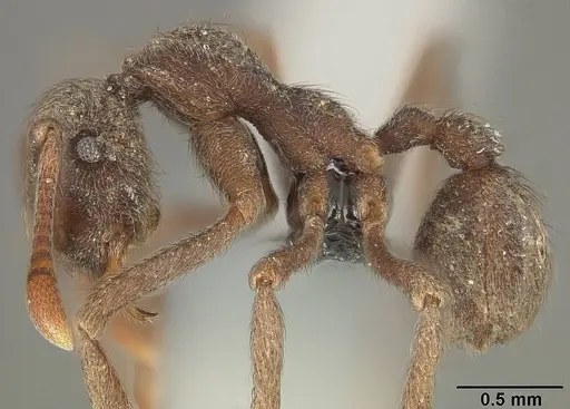 Apterostigma pilosum - USNMENT01124244