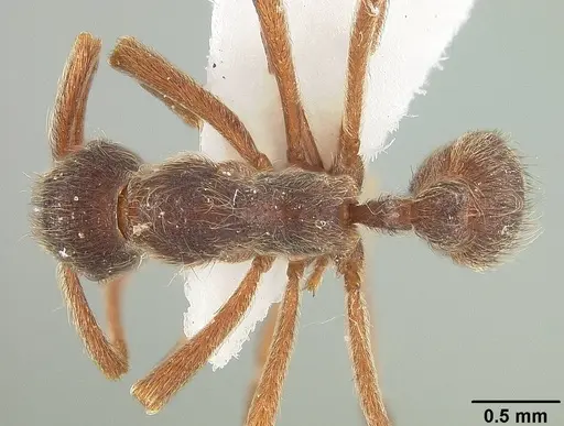 Apterostigma pilosum - USNMENT01124245