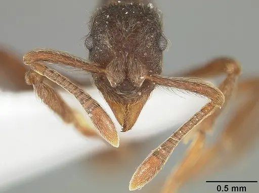 Apterostigma pilosum - USNMENT01124245