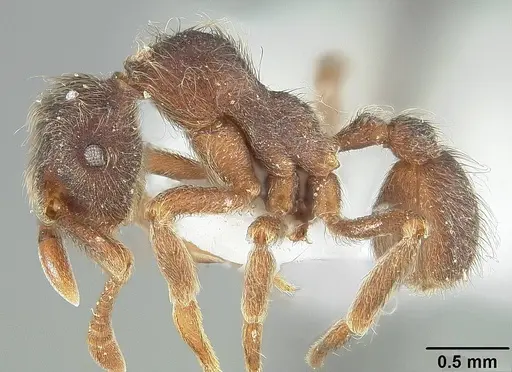 Apterostigma pilosum - USNMENT01124245