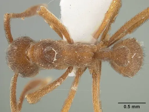 Apterostigma pilosum - USNMENT01124246