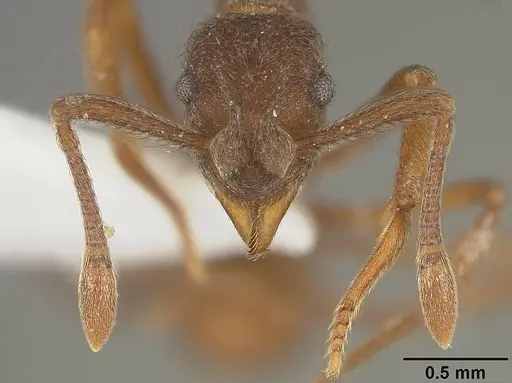 Apterostigma pilosum - USNMENT01124246