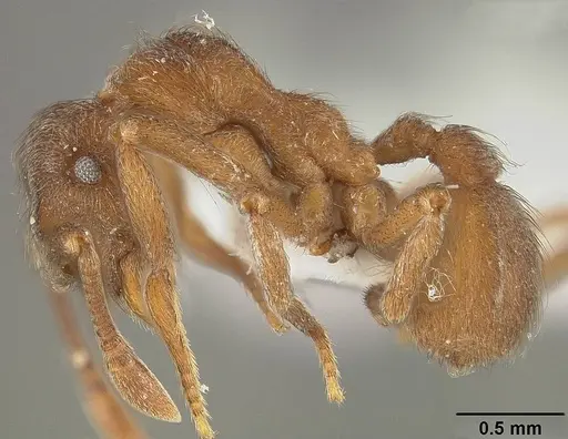 Apterostigma pilosum - USNMENT01124246